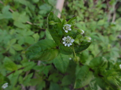Stellaria aquatica