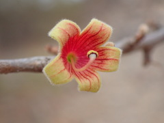 Sterculia rogersii image