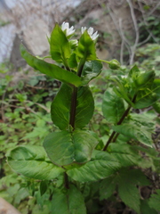 Stellaria aquatica