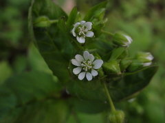 Stellaria aquatica