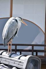 Ardea cinerea