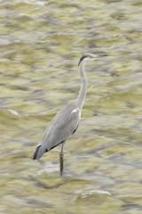 Ardea cinerea
