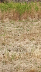 Phasianus versicolor