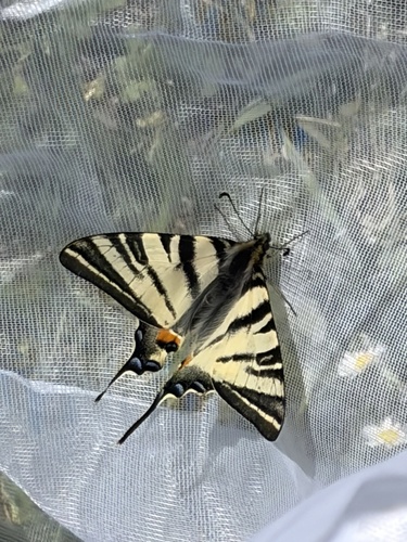 Iphiclides podalirius