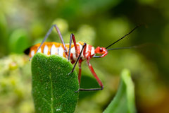 Hediocoris