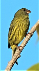 Crithagra scotops umbrosa