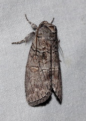 Discophlebia celaena