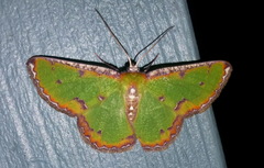 Eucyclodes buprestaria