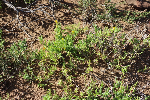 Malephora lutea, photograph 6