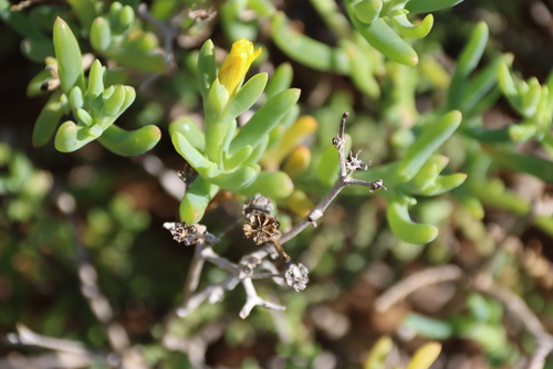 Malephora lutea, photograph 5