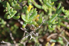 Malephora lutea, photograph (c) Tony Rebelo, some rights reserved (CC BY-SA)