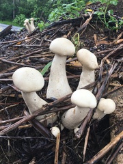 Macrocybe