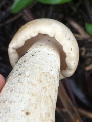 Macrocybe
