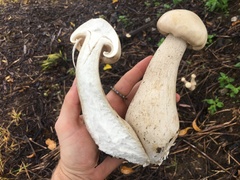 Macrocybe