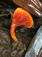 Hygrophoropsidaceae