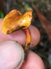 Hygrophoropsidaceae