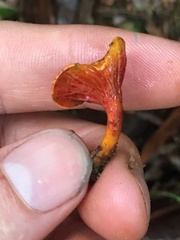 Hygrophoropsidaceae