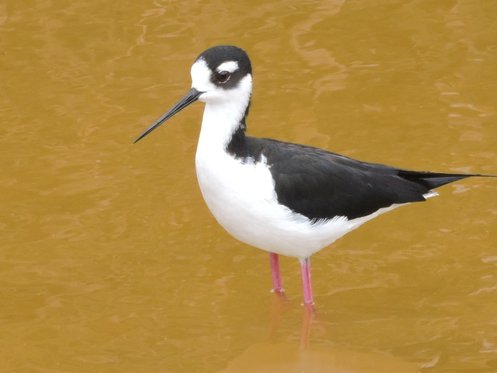 Monjita Americana (aves De El Lago De Yojoa ) · Inaturalist