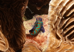 Synchiropus splendidus