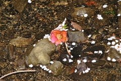 Camellia japonica