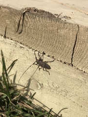 Acanthocinus aedilis