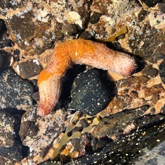 Lipotrapeza vestiens