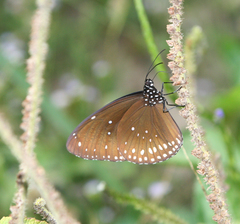 Euploea core godartii