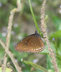 Euploea core godartii
