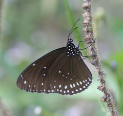 Euploea core godartii