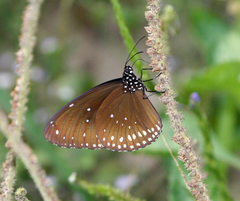 Euploea core godartii
