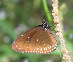 Euploea core godartii