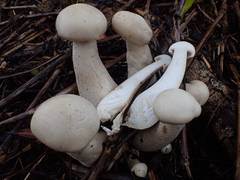 Macrocybe