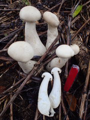 Macrocybe