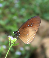 Euploea eyndhovii gardineri