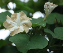 Rivea hypocrateriformis