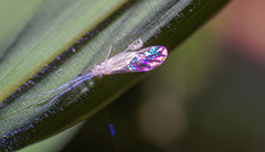 Takecallis arundinariae