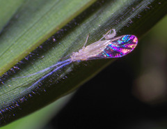 Takecallis arundinariae