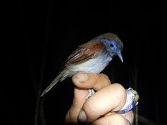 Cyanoderma erythropterum