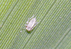 Takecallis arundinariae