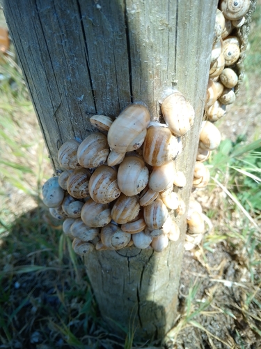 Theba pisana