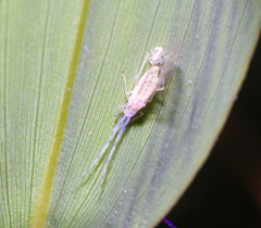 Takecallis arundinariae