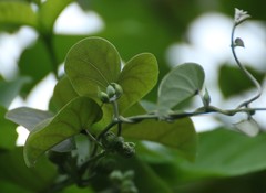 Rivea hypocrateriformis