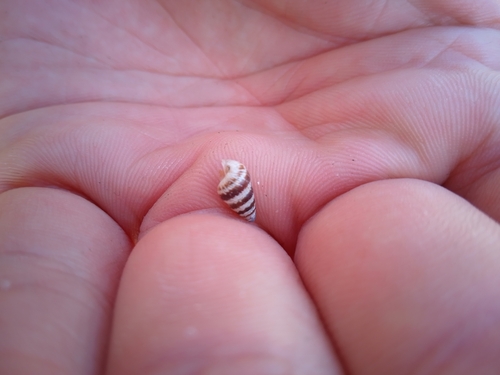 Cochlicella barbara