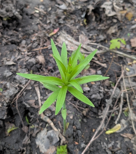 Michigan lily