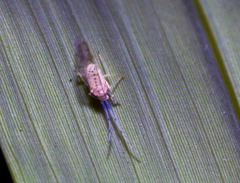 Takecallis arundinariae