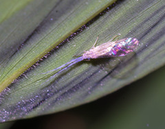 Takecallis arundinariae