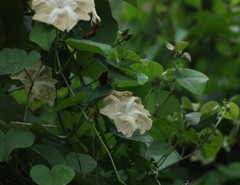 Rivea hypocrateriformis