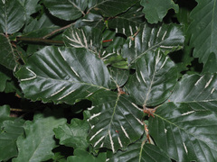 Aceria nervisequa