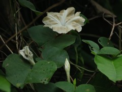 Rivea hypocrateriformis