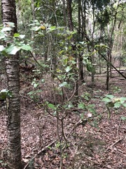 Alchornea ilicifolia